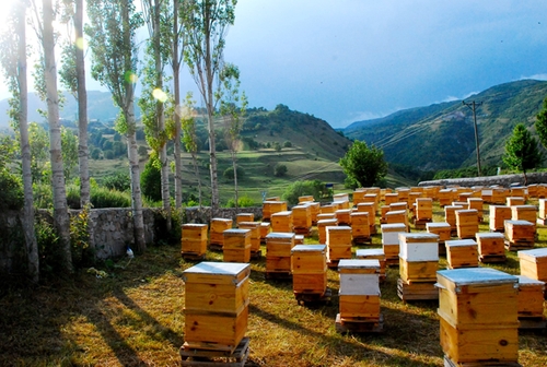 О мерах по дальнейшему развитию отрасли пчеловодства в республике